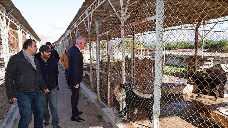 Eski Lastikler Barınaktaki Can Dostlarımız İçin Yatak Oldu