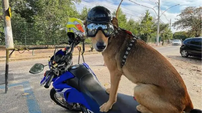 Brezilya polisinin kurtarma köpeği, sosyal medya yıldızı oldu