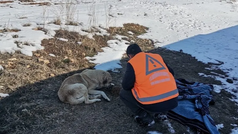 Keçiören Belediyesi Veteriner Hekimleri Yaraları Sarıyor