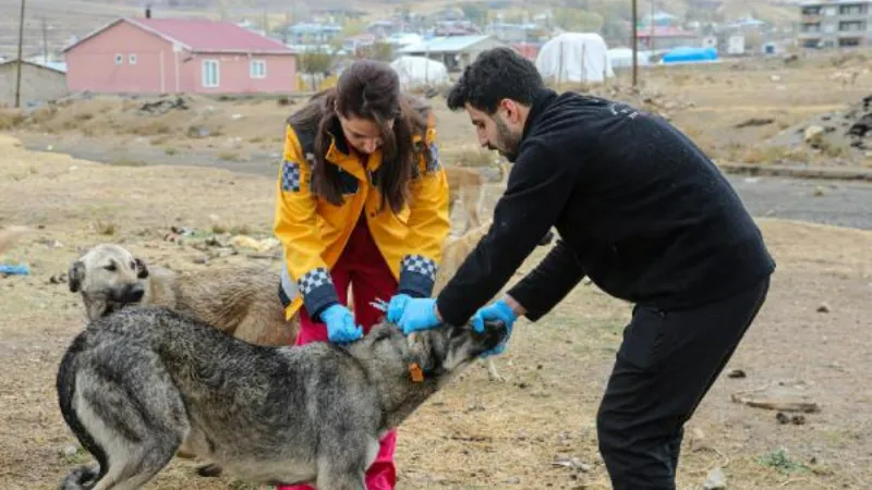 Van'da 5 bin sokak köpeğine kuduz aşısı