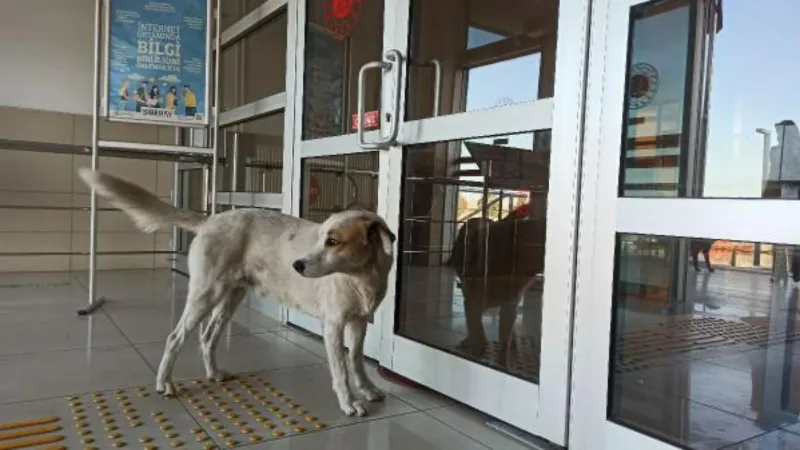 Sahibinin peşinden adliyeye giren 'Haydut'u avukat dışarı çıkardı 