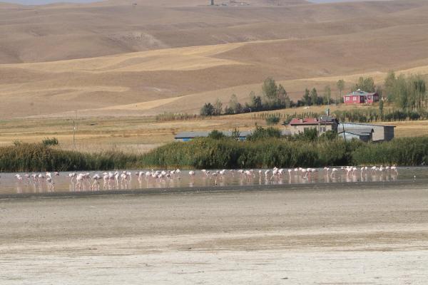 Flamingolar kuraklığa rağmen Erçek Gölü'nde