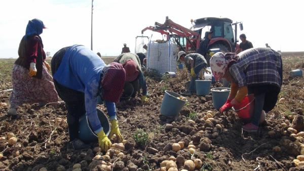 Niğde’de kışlık patates hasadı başladı