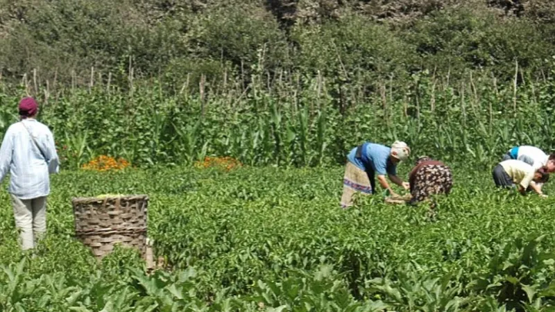 Buğday Derneği: Tarımda bütüncül bir düzenlemeye ihtiyacımız var