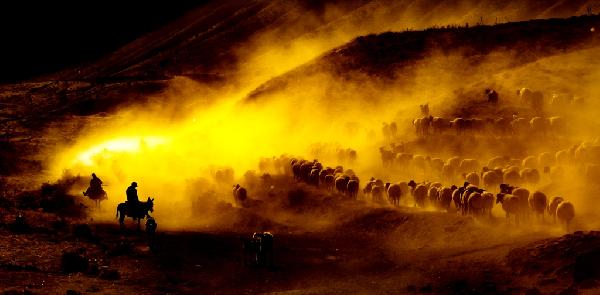 Bitlis'te koyunların 'tozlu yolculuğu'