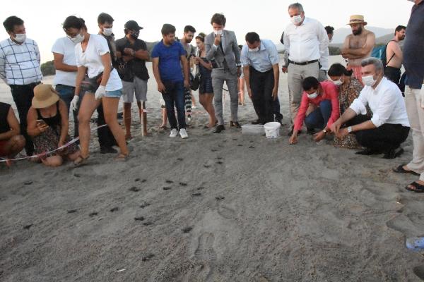 Patara Plajı'ndan 5 bininci yavru caretta caretta Akdeniz'e ulaştı