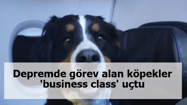 Depremde görev alan köpekler 'business class' uçtu