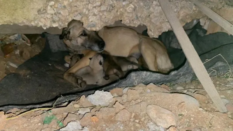 Soğukta doğum yapan sokak köpeği, 7 yavrusuyla barınağa alındı