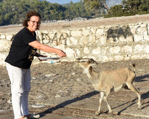 Aşırlı Adası'nda dağ keçilerinin sayısı artıyor