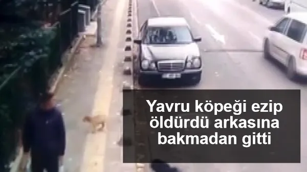 Korkunç olay! Yavru köpeği ezip öldürdü arkasına bakmadan gitti