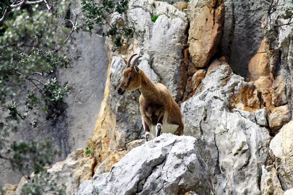 Kaçak yaban keçisi avcılarına 500 bin TL tazminat ile para cezası