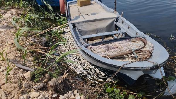 Hatay’da Asi Nehri'nde toplu balık ölümleri