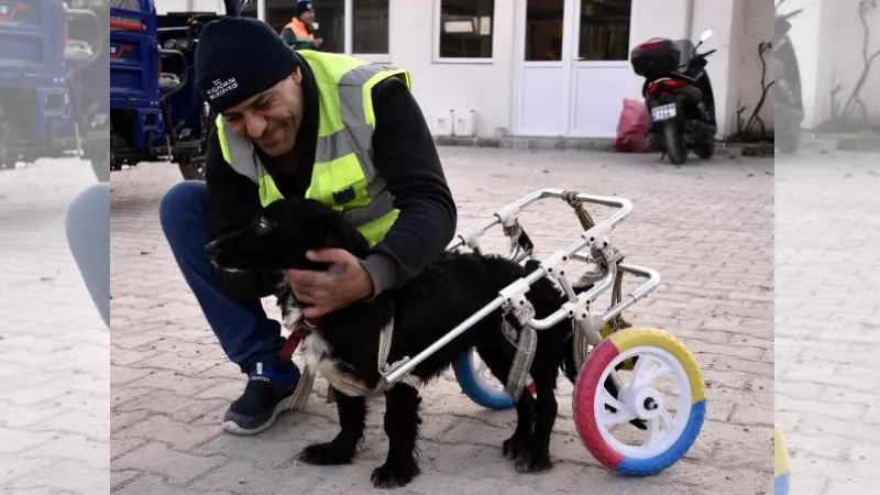 Fizik tedavi sonrası yürüteçle yürümeye başlayan 'Karam', yuvasına kavuştu