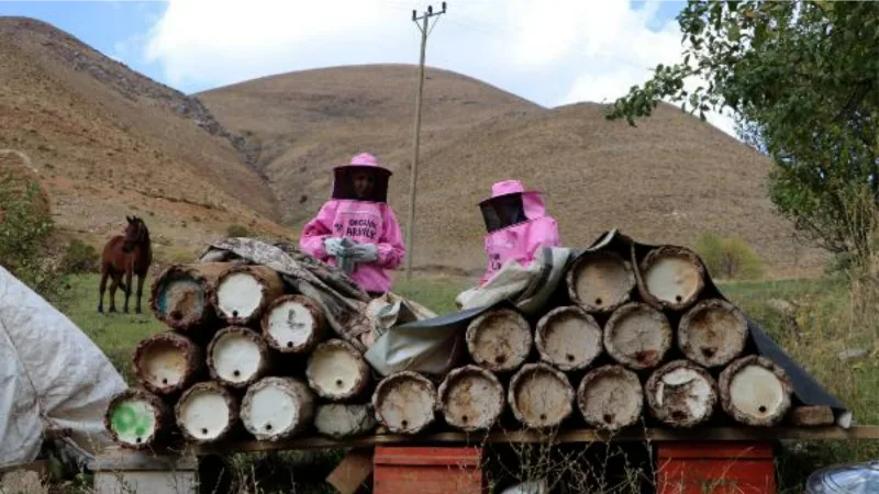 Pembe kıyafetli kadınlar, kara kovan bal hasadına başladı