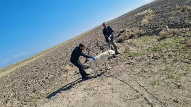 2 çocuğun köpek saldırısında yaralandığı köyde, ekipler hayvanlara kuduz aşısı yaptı