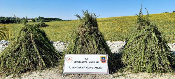 Ayçiçeği tarlasında 208 bin kök Hint keneviri dronla tespit edildi