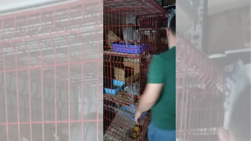 Pet shop'ta kaçak evcil hayvan satışına 22 bin lira ceza