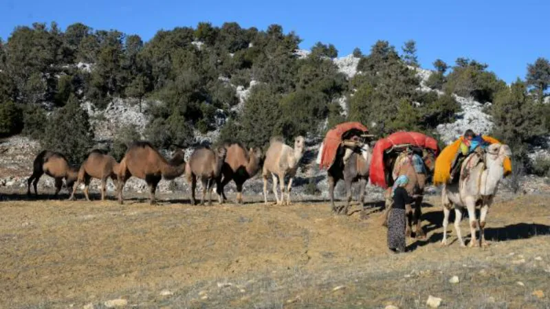 Sarıkeçili Yörüklerin develi 'kış yurdu' yolculuğu