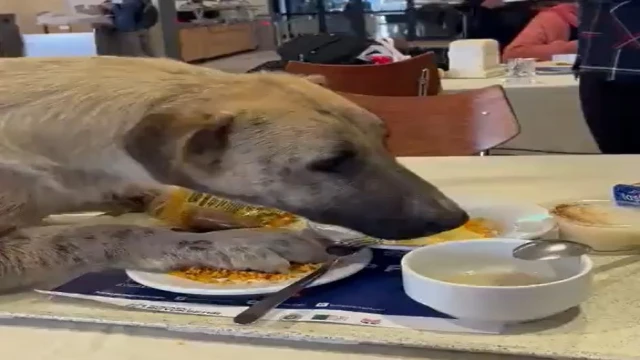 Aç kalan köpek üniversitenin yemekhanesine girdi, masadan yemek yedi