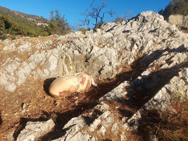 Bodrum'da çarşafa sarılı ölü köpek bulundu