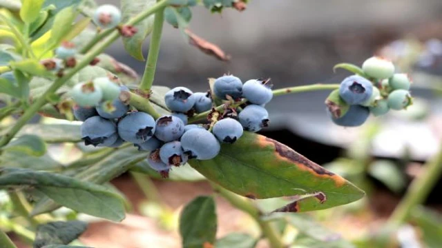 Adana’da yaban mersini üretildi; kilosu tarlada 160 TL’ye satılıyor