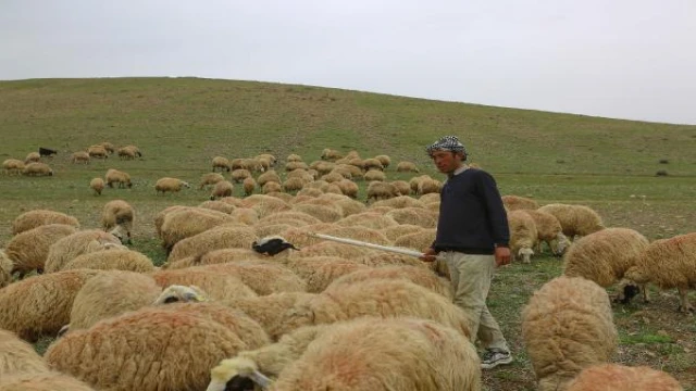 Afganistanlı Abdullah, başlık parası için Tunceli’de çobanlık yapıyor