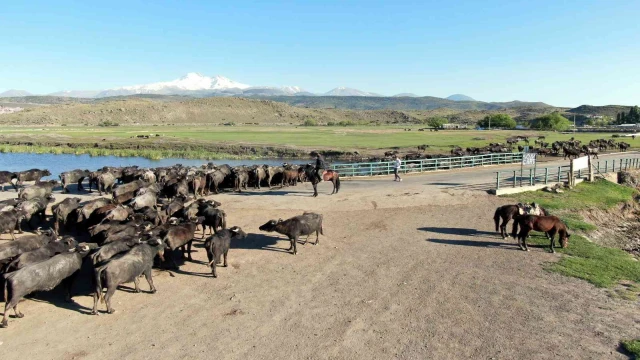 Afrika değil Kayseri