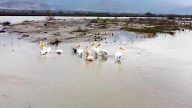 Afrika’dan göç eden pelikanlar Erzincan’da mola verdi