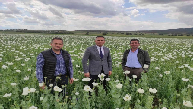 Afyonkarahisar’da bu yıl en çok haşhaş Dinar’da ekildi