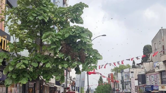 Ağaca oğul veren arılar, yoldan geçenleri tedirgin etti