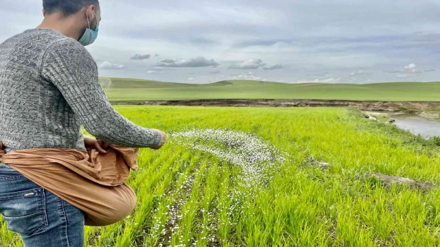 Ağrı’da yağışlar etkili oldu, çiftçi eski usul elle gübrelemeye döndü