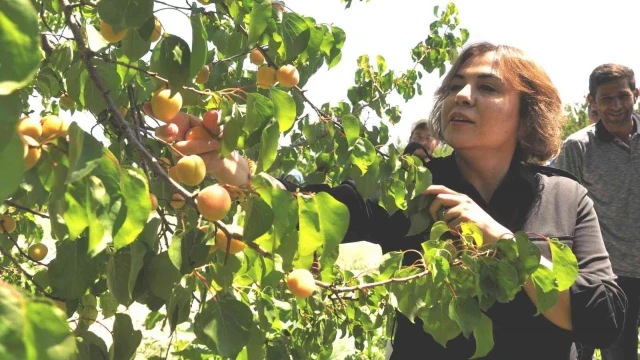 AK Parti’li Yılmaz: ”Mut kayısısında bu yıl 110 bin tondan fazla rekolte gerçekleşti”