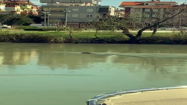 Akdeniz Foku, Manavgat Irmağı’nı mesken tuttu