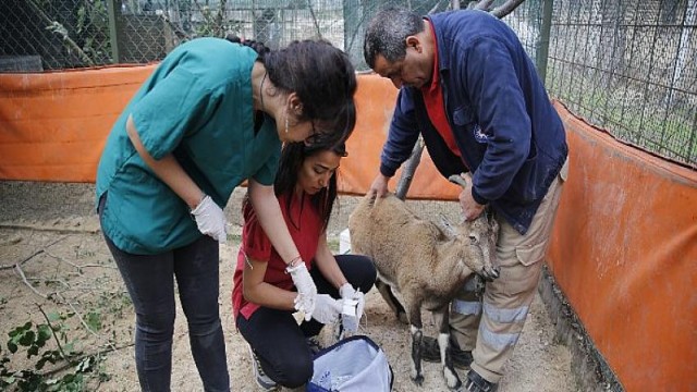 Akseki ASAT’ın sevimli misafiri yaban keçisi