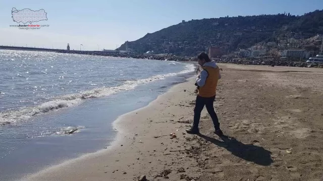 Alanya’da ağırlığı 2 ile 5 kilogram arasındaki deniz anaları sahile vurdu