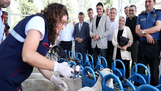 Aliağa’da Yavru Ölümlerine Karşı Aşı Kampanyası Başladı