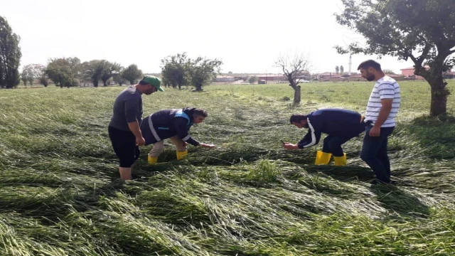 Altıntaş’ta etkili olan dolu ekili alanlarda zarara yol açtı