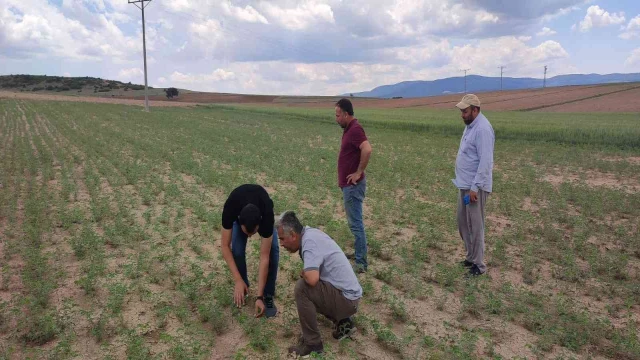 Altıntaş’ta nohut ve ayçiçeği tohumlarının hastalık ve zararlı kontrolleri yapıldı