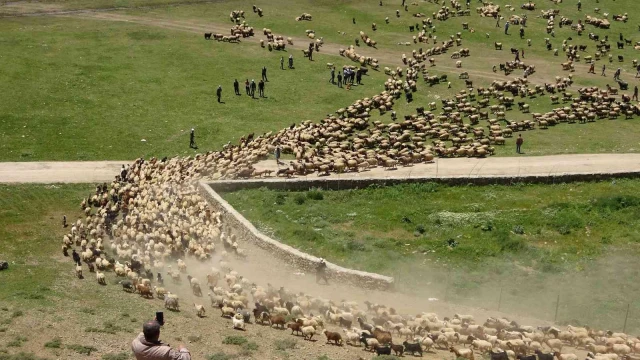 Anneleriyle buluşan kuzuların zorlu yayla yolculuğu başladı