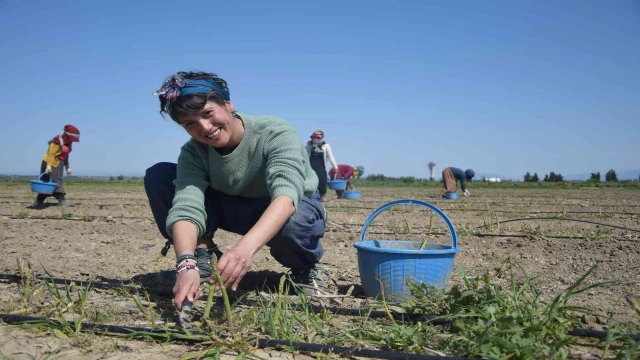 Antalya’da ilk kuşkonmaz hasatını gerçekleştiren kadın çiftçi, Avrupa ülkelerine satışlara başladı