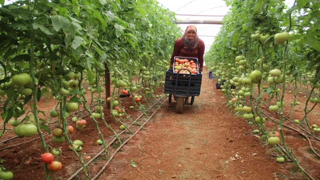 Antalya’da serada 40 dereceye yaklaşan sıcaklıkta domates hasadı