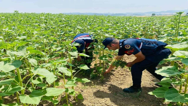 Ayçiçeği tarlalarına kenevir ekmişler