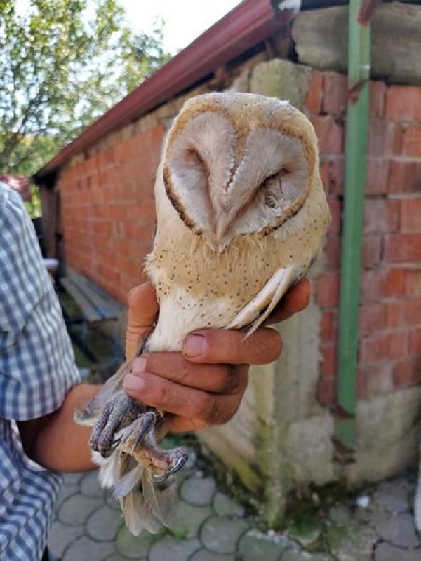 Yaralı bulunan peçeli baykuş, Ormanya'da tedaviye alındı 