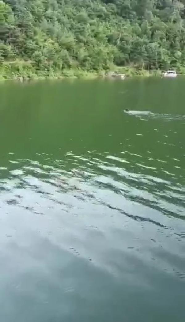 Ayı, baraj gölünde yüzerken görüntülendi