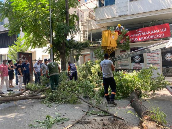 10 metrelik ağaç dalı, nüfus müdürlüğüne devrildi; o anlar kamerada