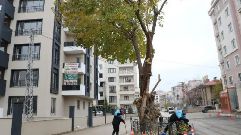 Yol ortasında kalan asırlık dut ağacını kesmeyip, korumaya aldılar