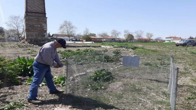 Bahçede bulunan kırmızı orman karıncası yuvası, korumaya alındı