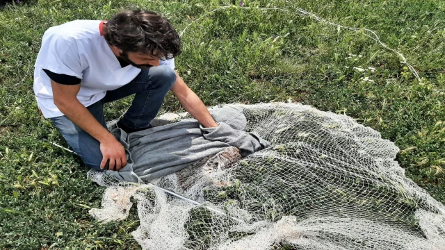 Balıkçı ağıyla yakalanan vaşak telef oldu, tahnit edilerek sergilenecek