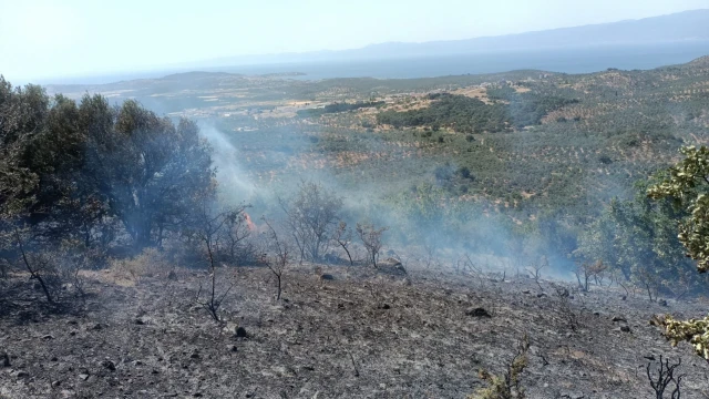 Balıkesir’deki zeytinlik yangınına havadan müdahale edildi