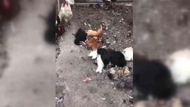 Başıboş sokak köpekleri bu kez tavukları hedef aldı